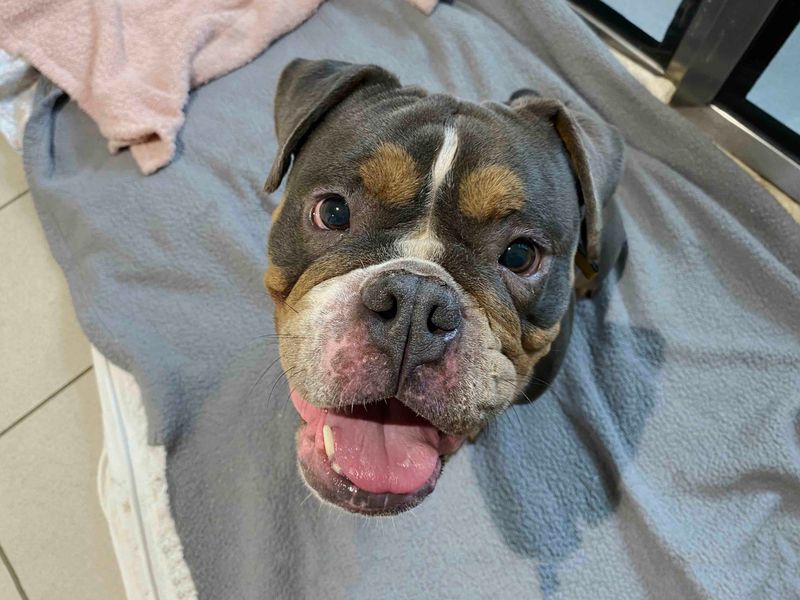 Winston for sale in Sadberge, Co Durham