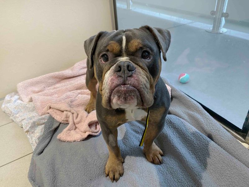 Winston for sale in Sadberge, Co Durham | Image 2