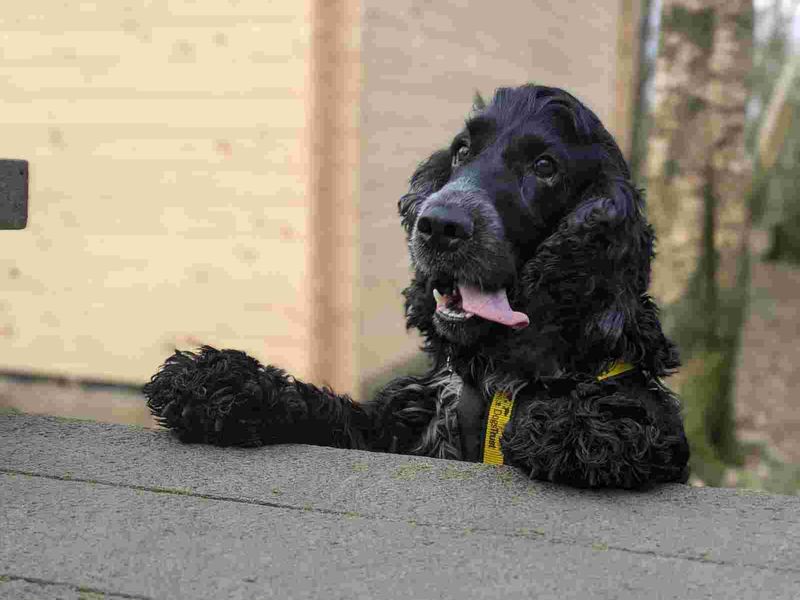 Blake | Spaniel (Cocker) | West Calder (Edinburgh) - 1
