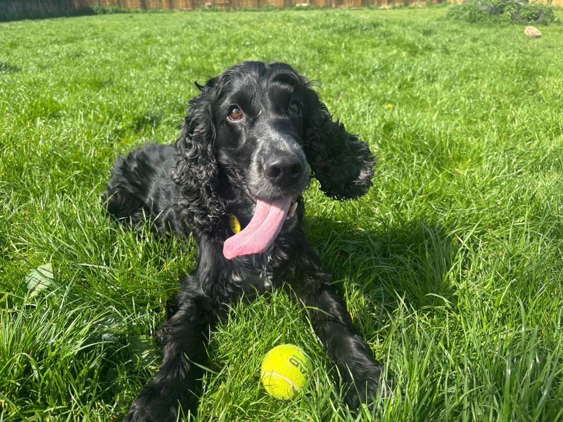 Blake | Spaniel (Cocker) | West Calder (Edinburgh) - 1
