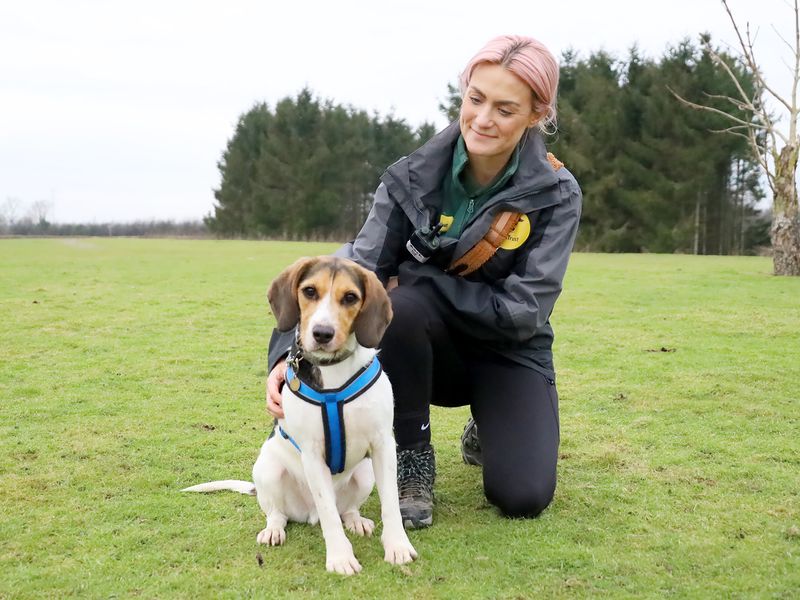 Beagle for adoption in Leeds, Yorkshire – 2 years old