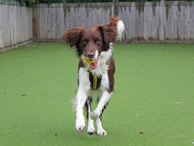 Clyde | Collie (Border) Cross | Glasgow - 1