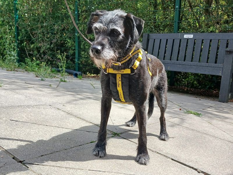 Kizzi | Terrier (Patterdale) Cross | Ilfracombe - 1