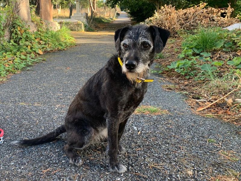 Kizzi | Terrier (Patterdale) Cross | Ilfracombe - 3