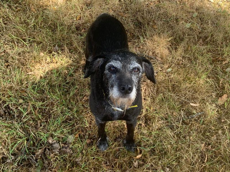 Kizzi | Terrier (Patterdale) Cross | Ilfracombe - 4
