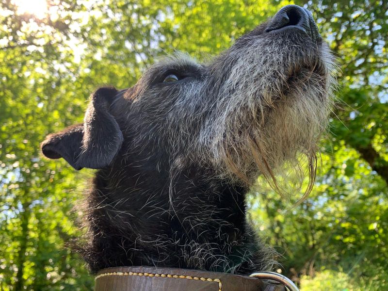 Kizzi | Terrier (Patterdale) Cross | Ilfracombe - 2