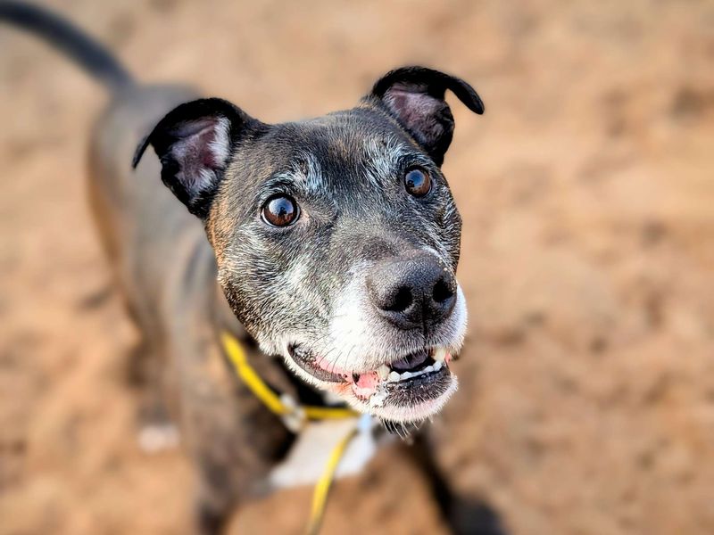 Buddy for sale in Cardiff, Glamorgan - Image 1