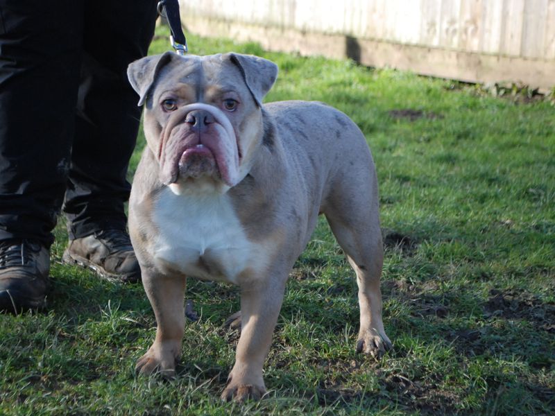 Hank for sale in Newbury, Berks | Image 4