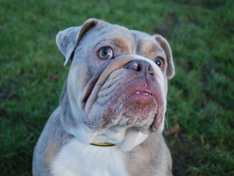 Hank for sale in Newbury, Berks - Image 2