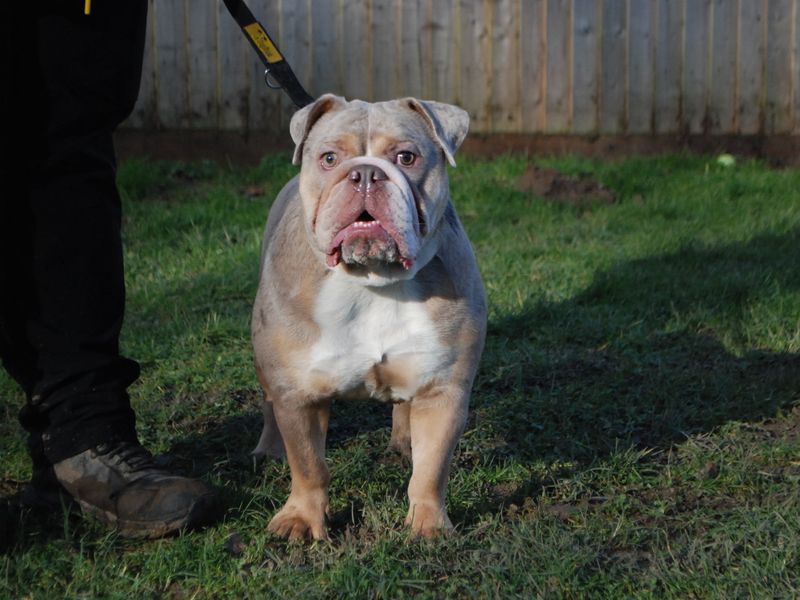 Hank for sale in Newbury, Berks - Image 3