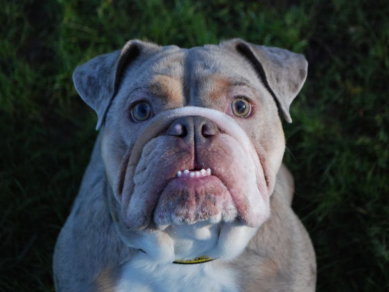 Hank for sale in Newbury, Berks - Image 6