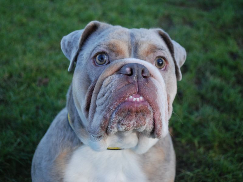 Hank for sale in Newbury, Berks