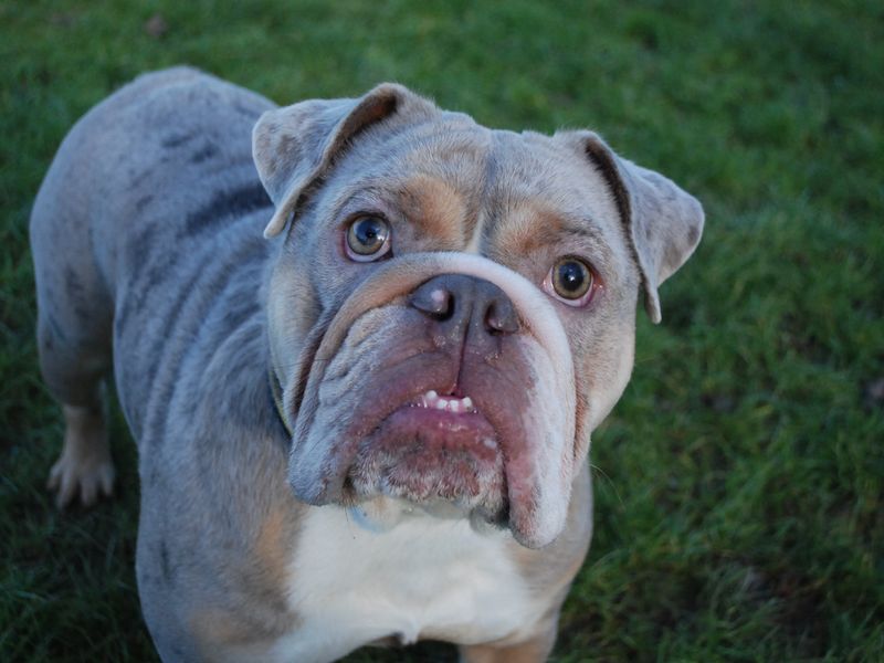 Hank for sale in Newbury, Berks - Image 5