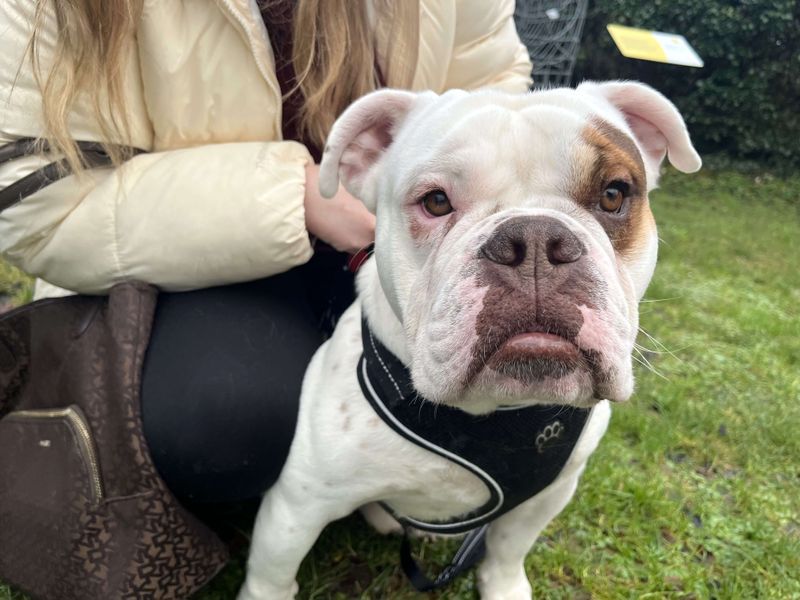 Reggie for sale in Newton Tony, Wiltshire
