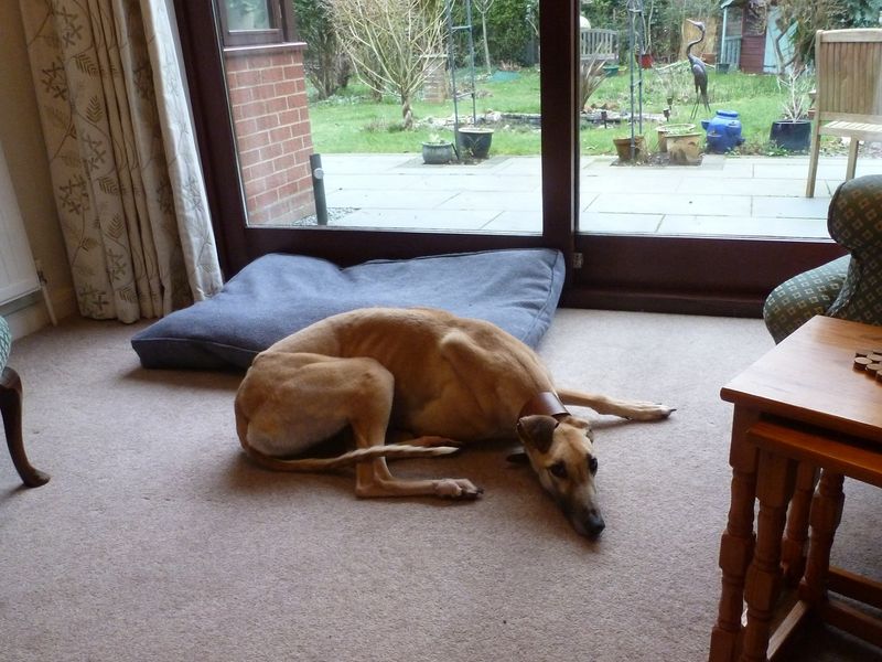 Freya for sale in Snetterton, Norfolk - Image 2