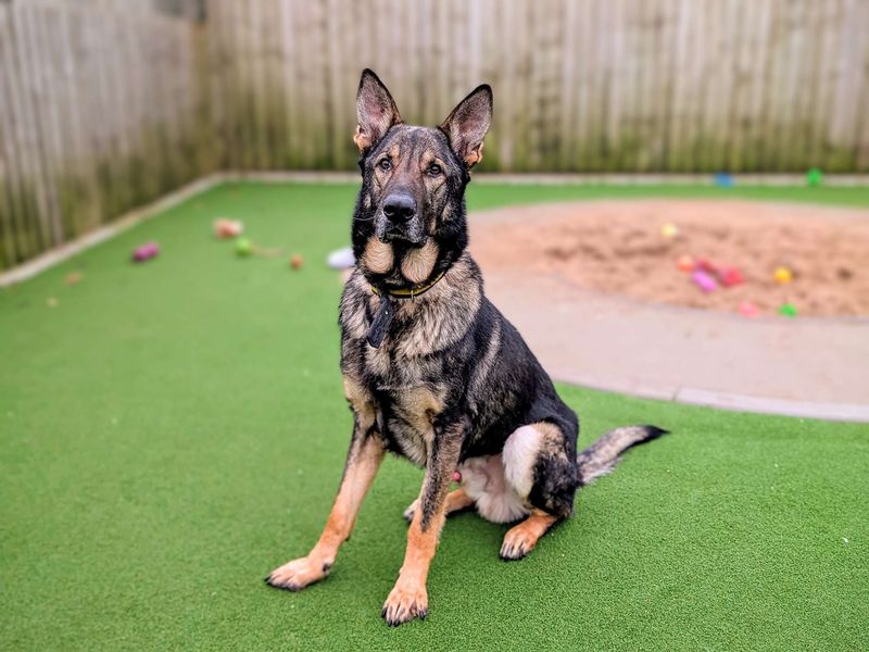 Buster for sale in Cardiff, Glamorgan - Image 6