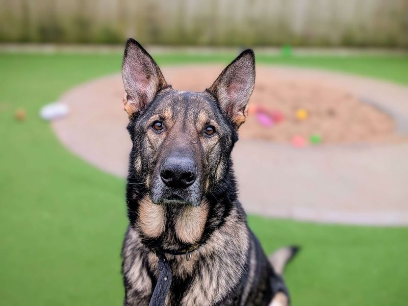 German Shepherd for adoption in Cardiff, Glamorgan – 5 years old