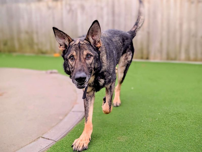 German Shepherd for adoption in Cardiff, Glamorgan – 5 years old - Image 3 of 6