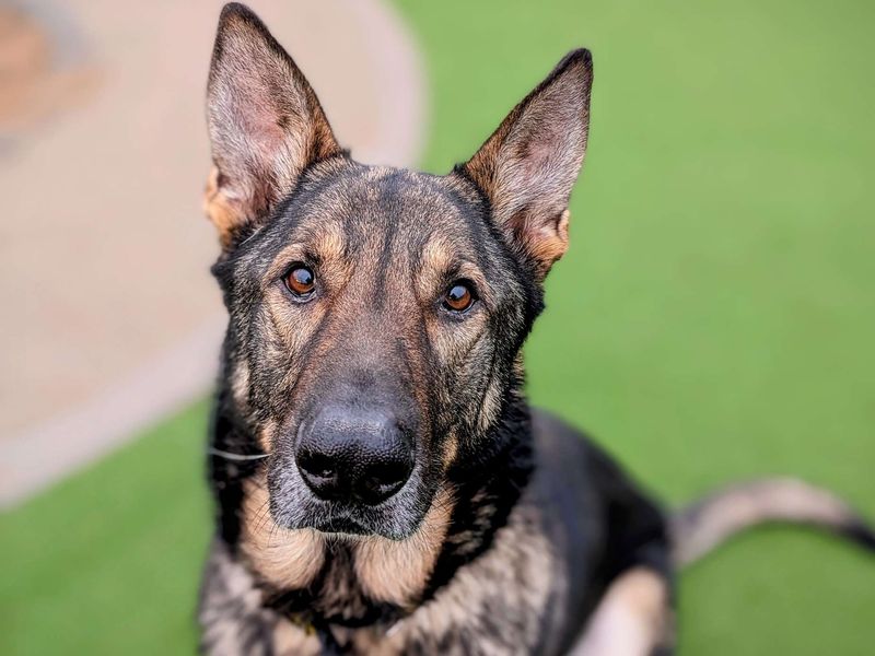 German Shepherd for adoption in Cardiff, Glamorgan – 5 years old - Image 5 of 6