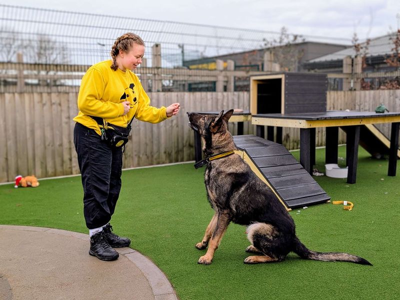Buster for sale in Cardiff, Glamorgan - Image 2