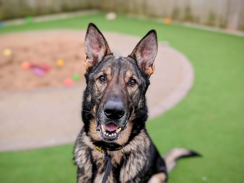 Buster for sale in Cardiff, Glamorgan - Image 4