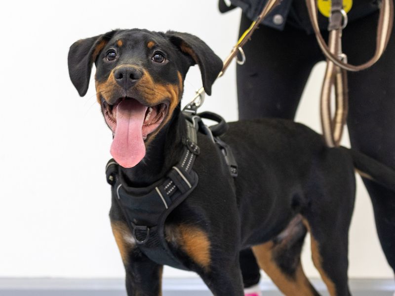 Rottweiler for adoption in Wymeswold, Leicestershire – 10 months old - Image 2 of 2