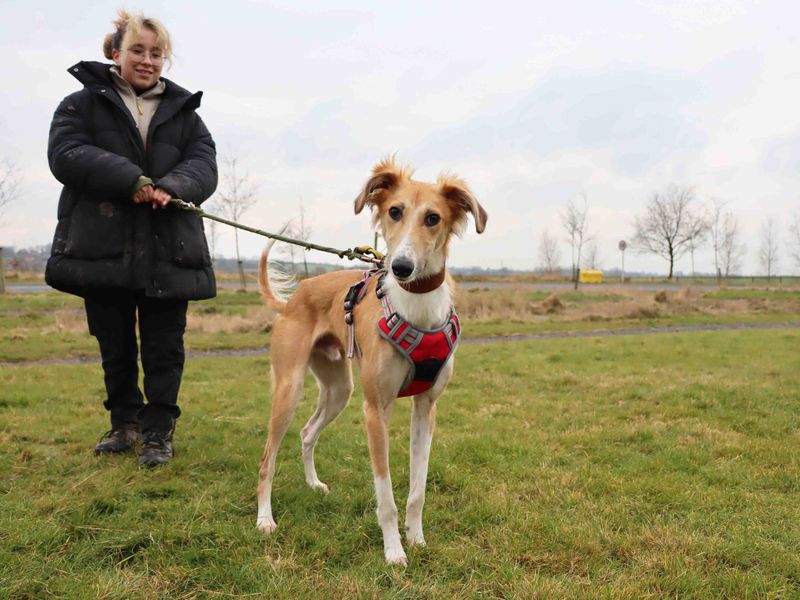 Zoro | Saluki Cross | Darlington - 3