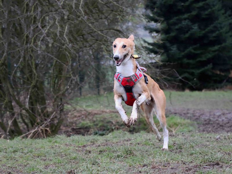 Zoro | Saluki Cross | Darlington - 2