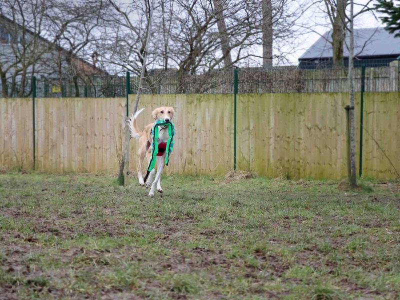Zoro | Saluki Cross | Darlington - 4