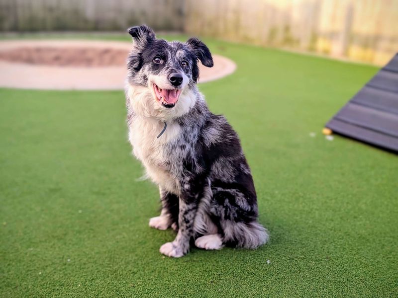 Bubbles, a 8 years old female Collie available for adoption from Dogs Trust in Splott, Wales