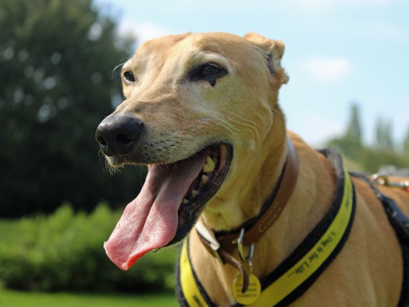 Max | Lurcher | Merseyside (Liverpool) - 1