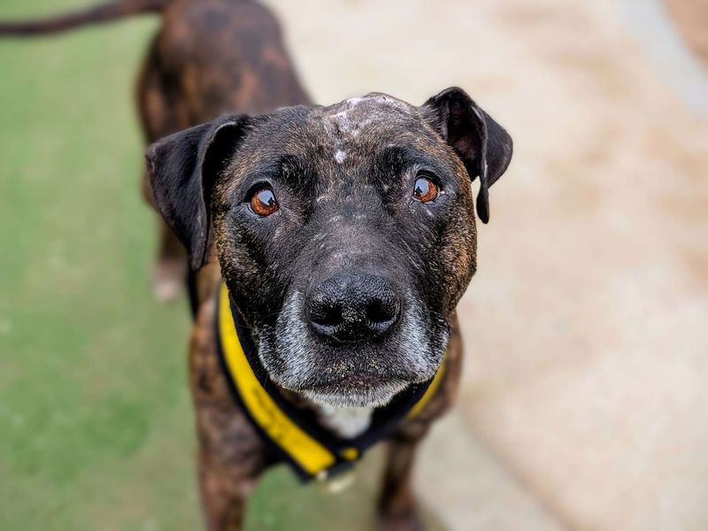 Staffordshire Bull Terrier for adoption in Cardiff, Glamorgan – 9 years old - Image 4 of 6