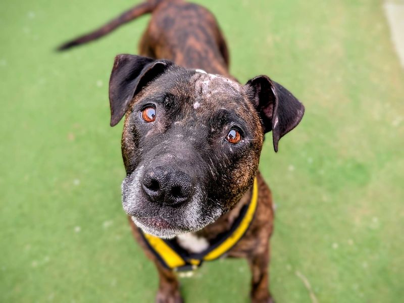 Staffordshire Bull Terrier for adoption in Cardiff, Glamorgan – 9 years old - Image 2 of 6