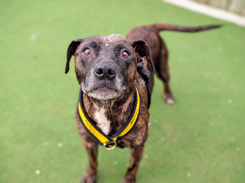 Staffordshire Bull Terrier for adoption in Cardiff, Glamorgan – 9 years old - Image 5 of 6