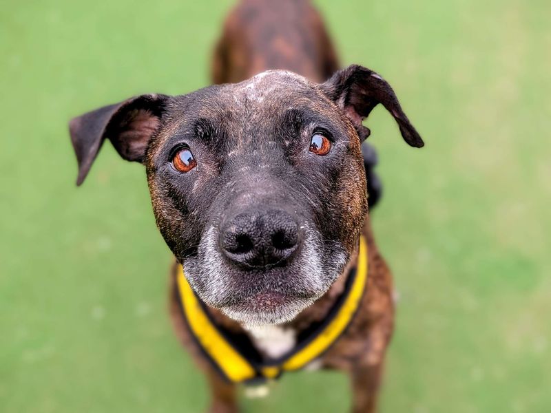 Staffordshire Bull Terrier for adoption in Cardiff, Glamorgan – 9 years old - Image 6 of 6