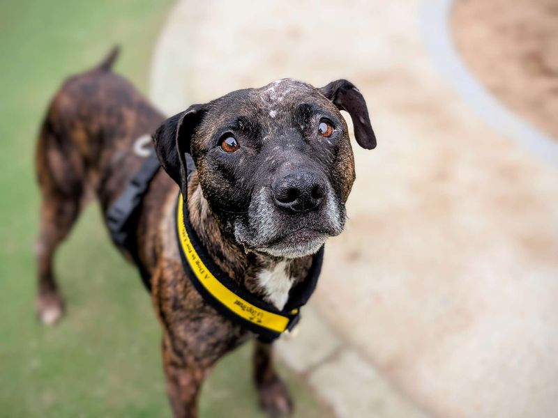 Staffordshire Bull Terrier for adoption in Cardiff, Glamorgan – 9 years old - Image 3 of 6