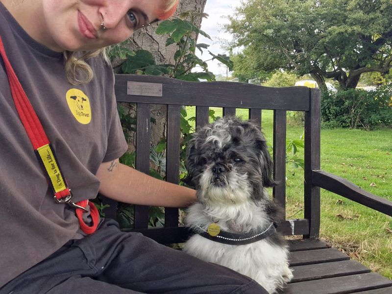 Shih Tzu for adoption in Shoreham by Sea, West Sussex – 8 years old - Image 6 of 7