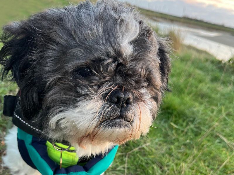 Shih Tzu for adoption in Shoreham by Sea, West Sussex – 8 years old - Image 7 of 7