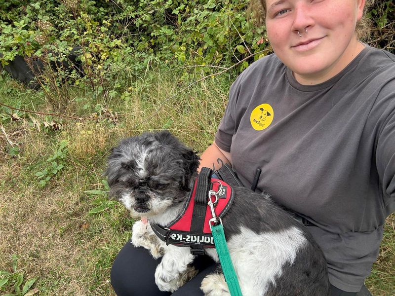 Shih Tzu for adoption in Shoreham by Sea, West Sussex – 8 years old - Image 2 of 7