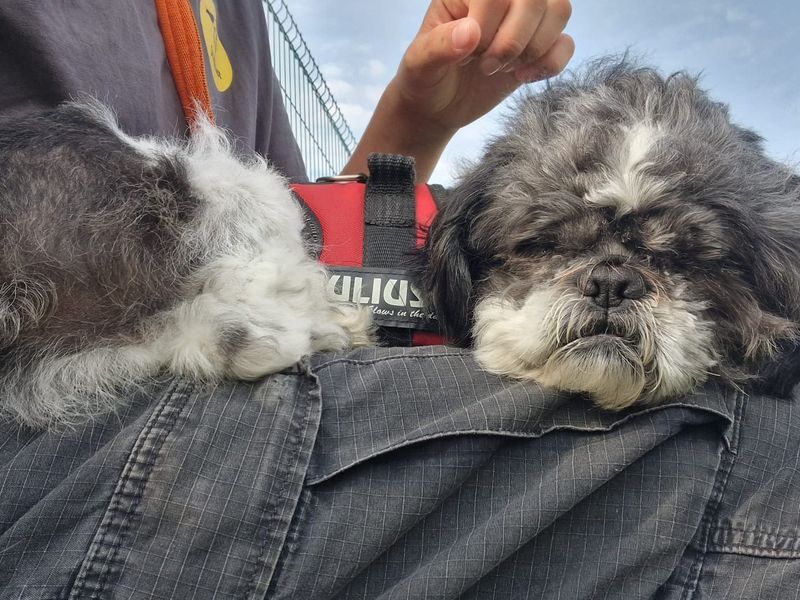 Shih Tzu for adoption in Shoreham by Sea, West Sussex – 8 years old - Image 3 of 7