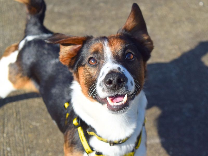 Jack Russell Terrier for adoption in Uxbridge, Greater London – 3 years old - Image 4 of 5