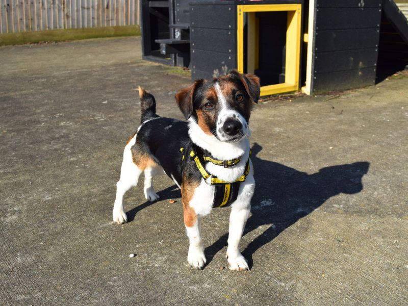 Jack Russell Terrier for adoption in Uxbridge, Greater London – 3 years old - Image 2 of 5