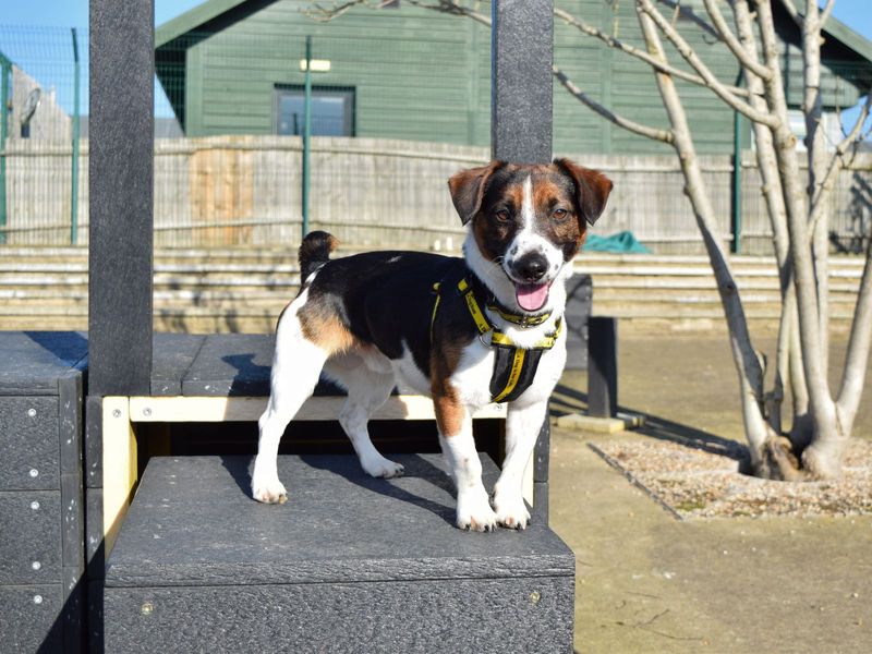 Jack Russell Terrier for adoption in Uxbridge, Greater London – 3 years old - Image 5 of 5