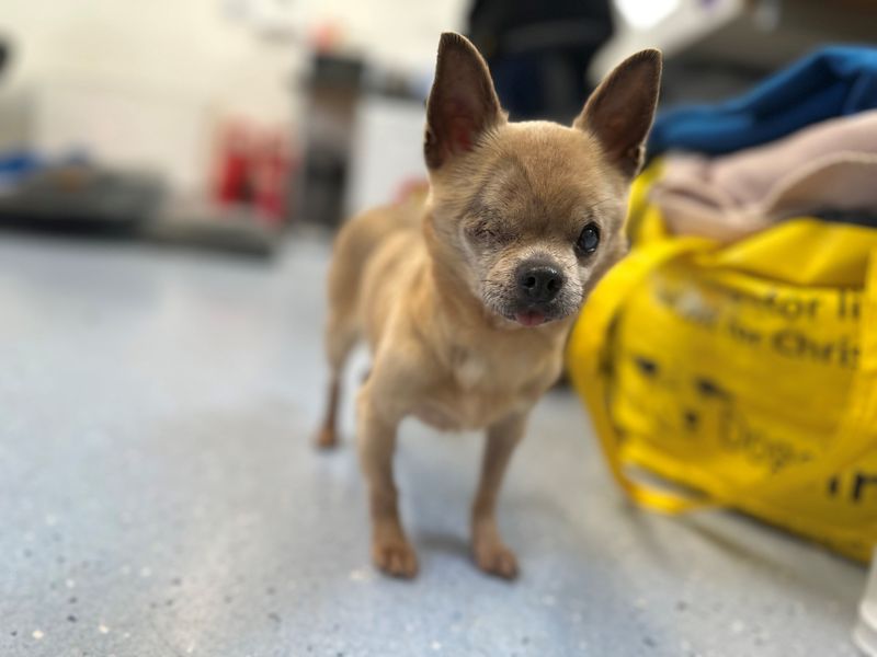 Chihuahua for adoption in Newbury, Berks – 9 years old