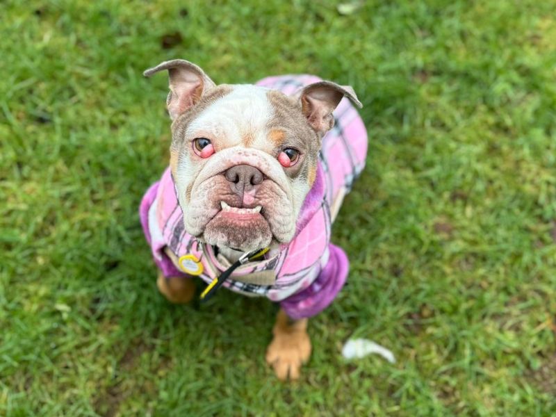 English Bulldog for adoption in , – 3 years old - Image 2 of 3