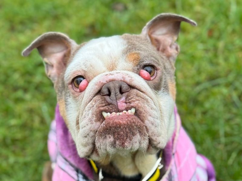 Pippa for sale in , 