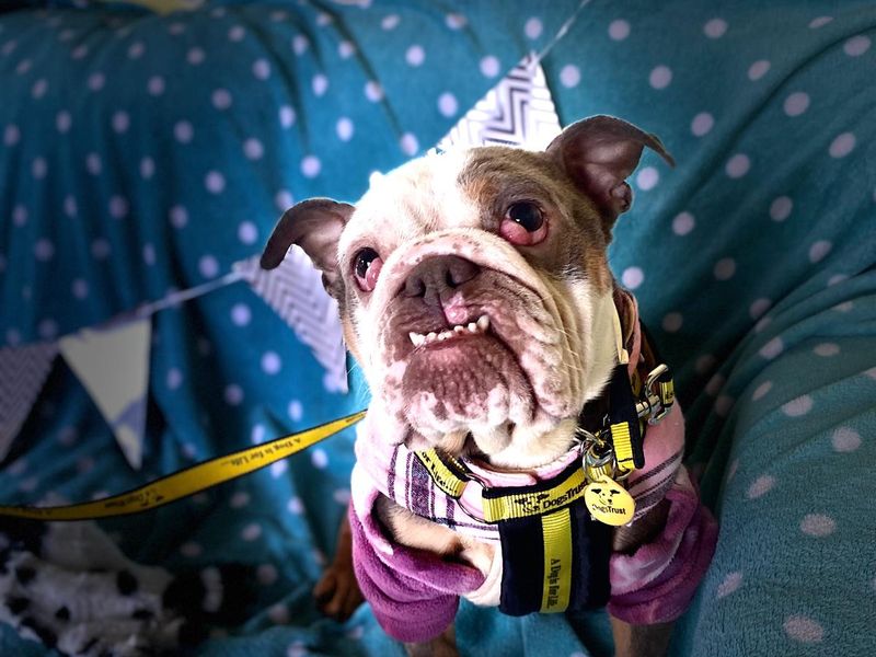 English Bulldog for adoption in , – 3 years old - Image 3 of 3