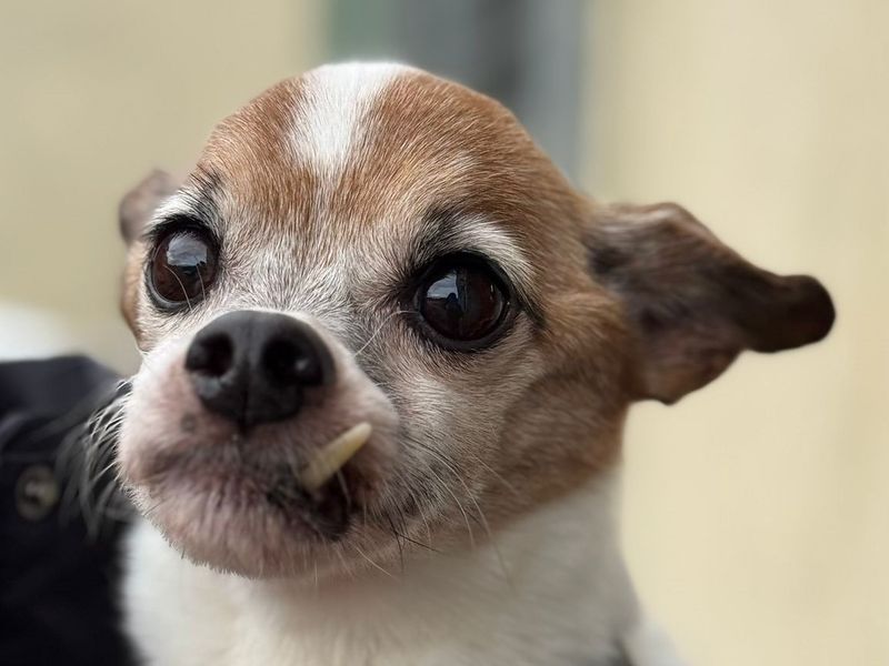 Jack Russell for adoption in , – 10 years old - Image 3 of 3