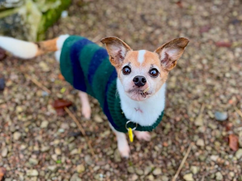 Jack Russell for adoption in , – 10 years old - Image 2 of 3