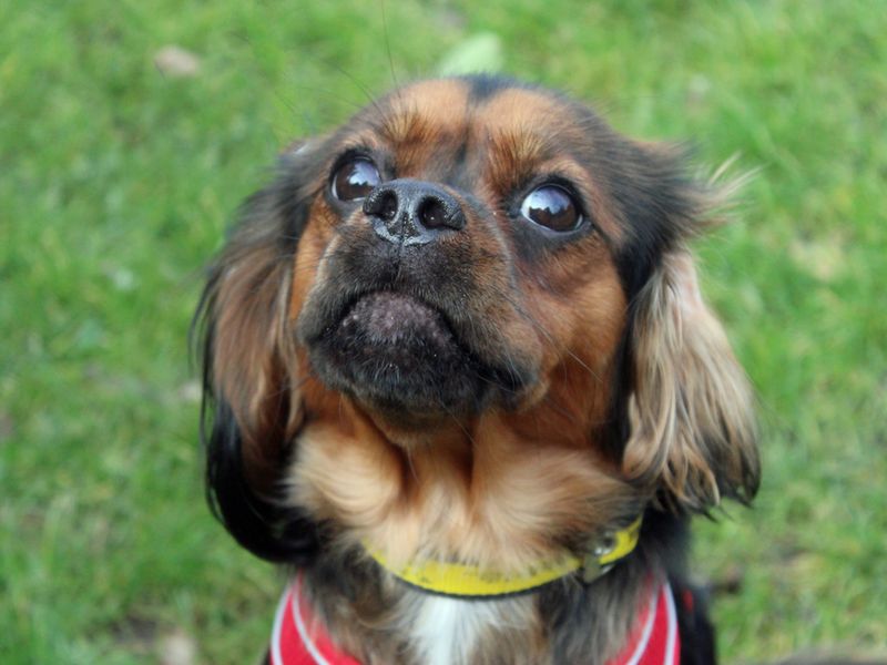 Nala for sale in Liverpool, Merseyside | Image 2